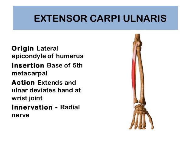 EXTENSOR CARPI ULNARIS