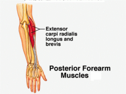 Extensor Radialis Longus