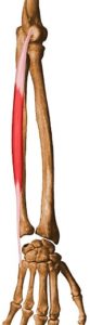 EXTENSOR CARPI ULNARIS